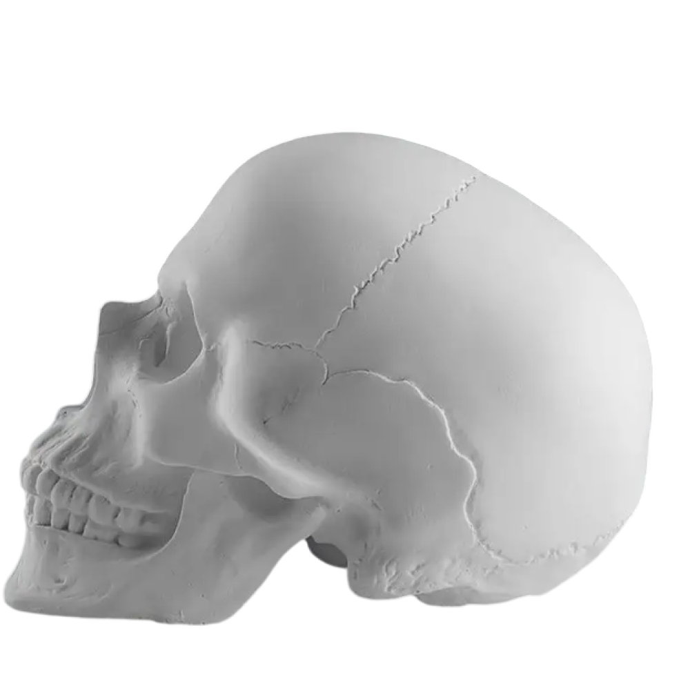 Гипсовая модель 